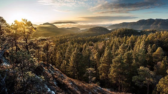 Bildet viser skog og kollar utover terrenget i solnedgang.