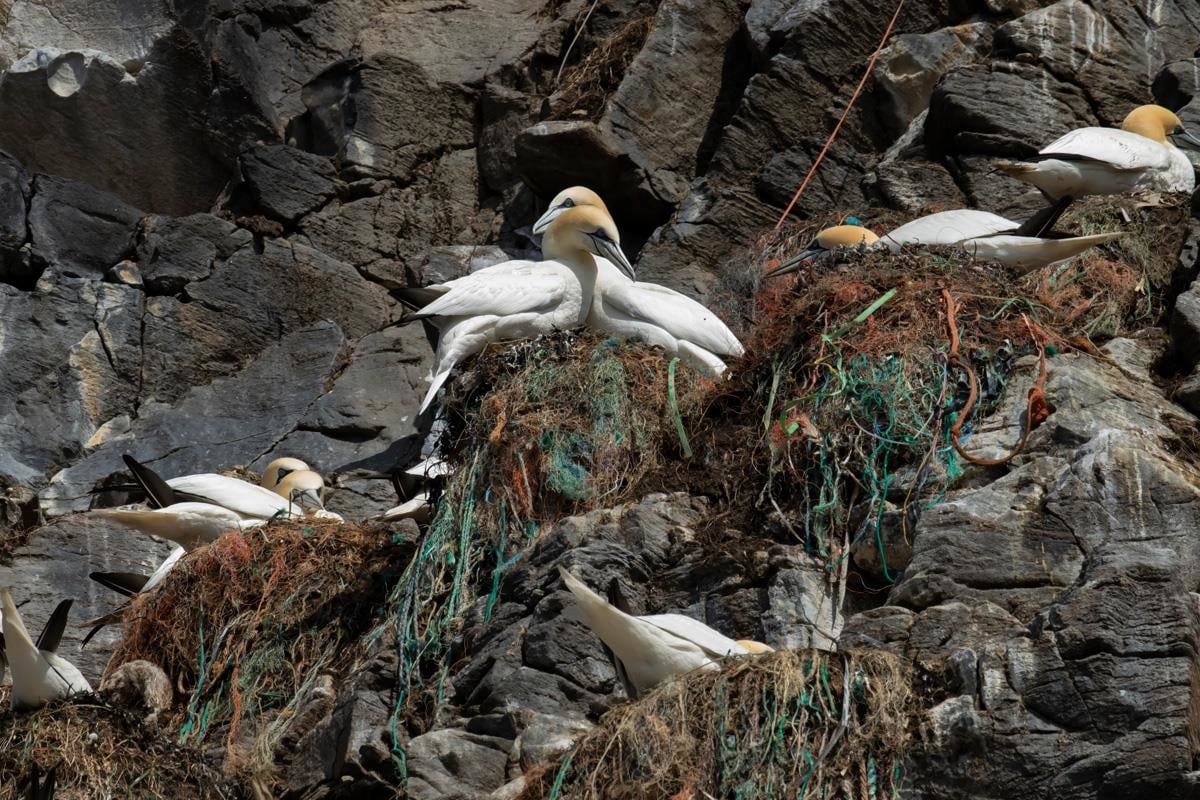 Plastforurensning utgjør en stor
trussel for sjøfugl, som kan forveksle
plast med mat eller bruker det i
reirene sine, noe som kan skade
både voksne fugler og unger. Her
avbildet havsule på reir.

Foto: Roger Brendhagen