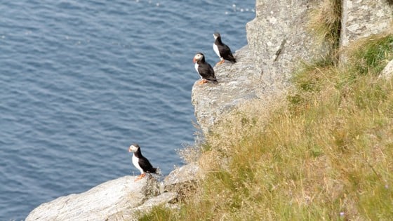 Tre lundefugler sitter på en klippe over havet.