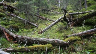 Storvika naturreservat