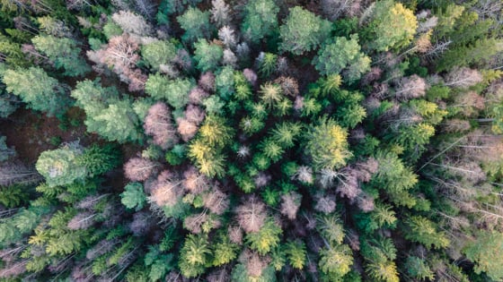 Skog fra fugleperspektiv.