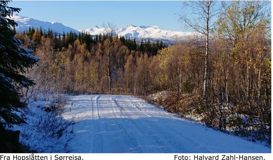 Skogsveg, Hopslåtten i Sørreisa