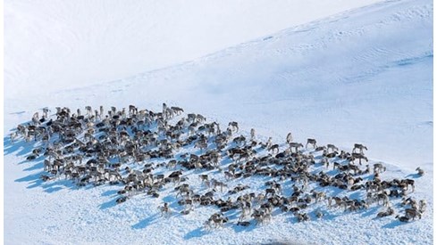 Villreinflokk på snødekt område