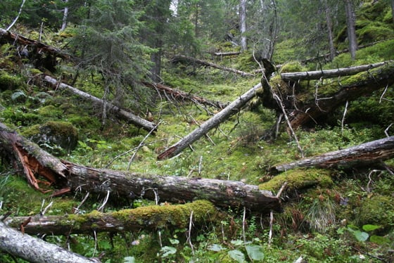 Storvika naturreservat i Selbu kommune i Trøndelag.