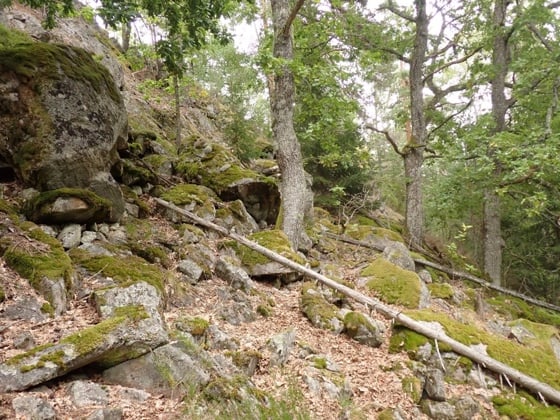 Gamle eiketrær i Værstadfjellet naturreservat i Nome kommune, Telemark.