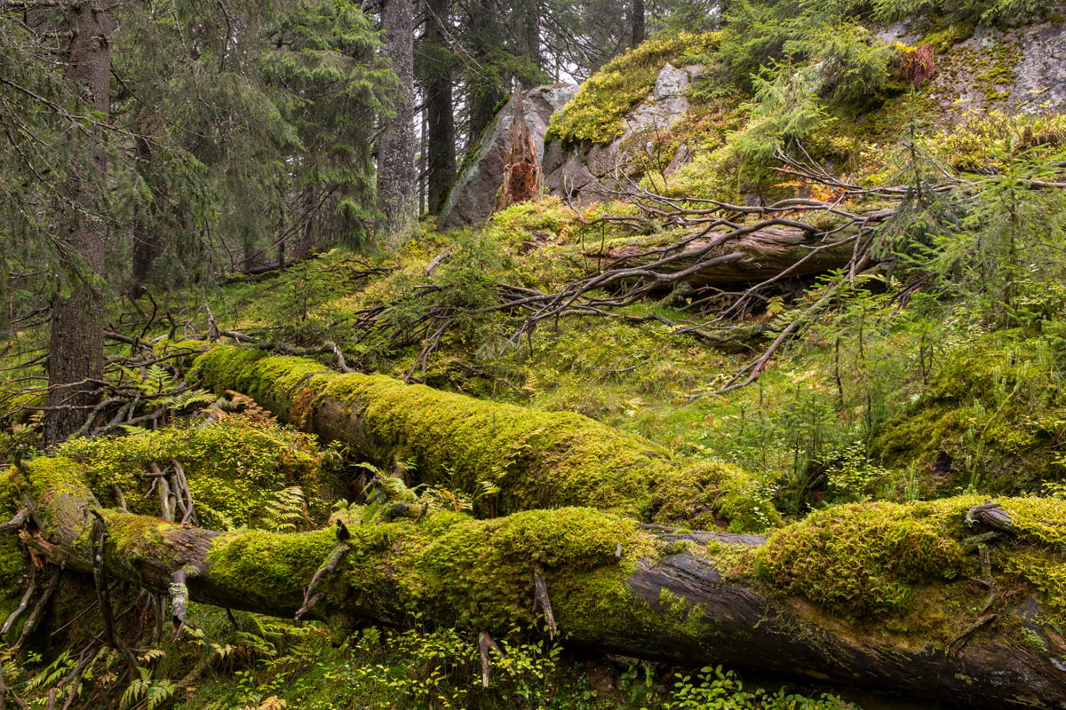 Figur 3.10 Økosystem skog