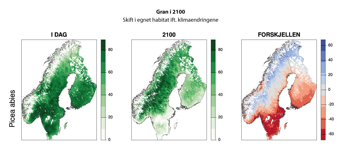 Figur 5.5 Forventet utvikling i egnede leveområder for gran i år 2100 