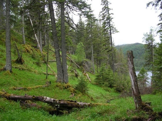 Naturskog i Trøndelag