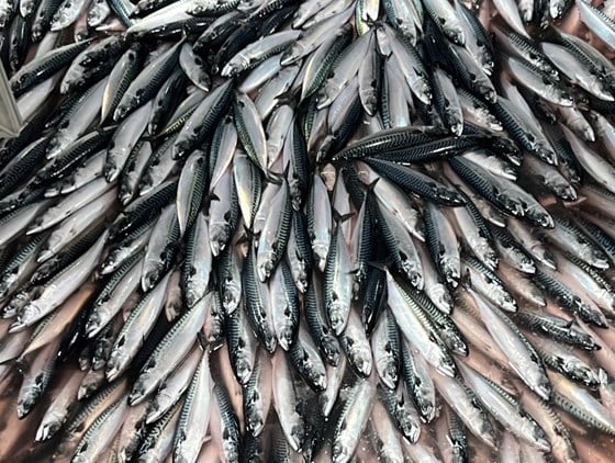 Bildet viser makrell til en nyhetssak om at Norge, Storbritannia og Færøyene er blitt enige om en flerårig avtale om forvaltning og fordeling av makrell.