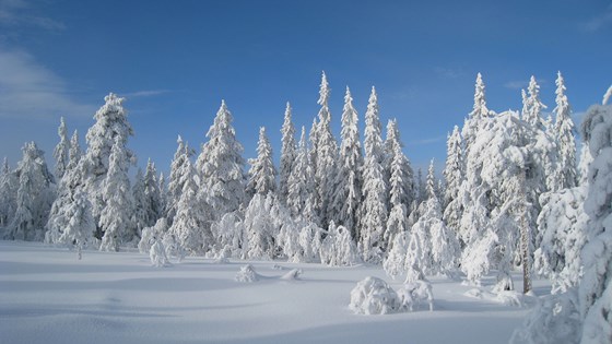 Skog i vinterdrakt Nordmarka. 