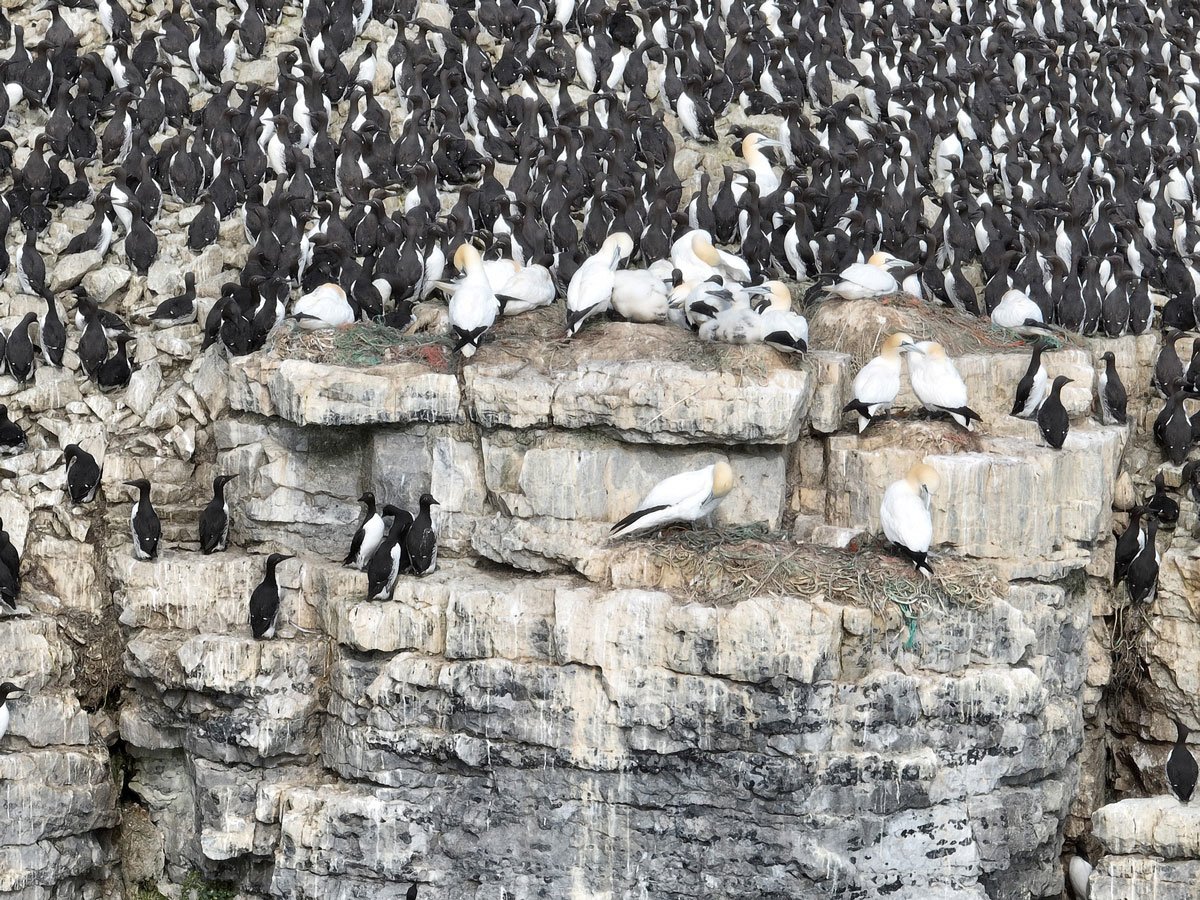 Figure 3.1 Image of northern gannet and common guillemot on a cliff face on Bjørnøya.