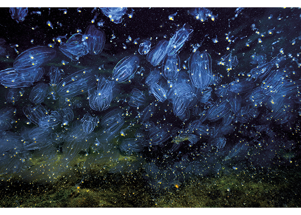 Figure 3.14 The comb jelly (Mnemiopsis leidyi)
