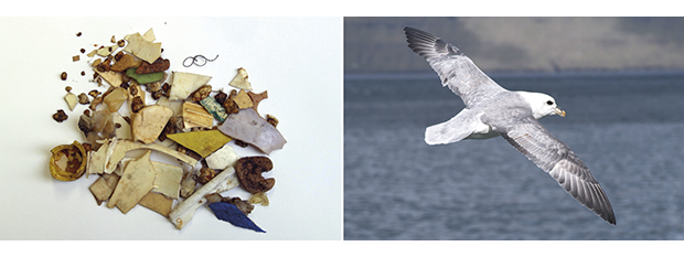 Figure 7.8 Fragments of plastic from seabird stomachs and a fulmar in flight
