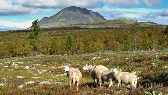 Sau i Storgrytdalen.