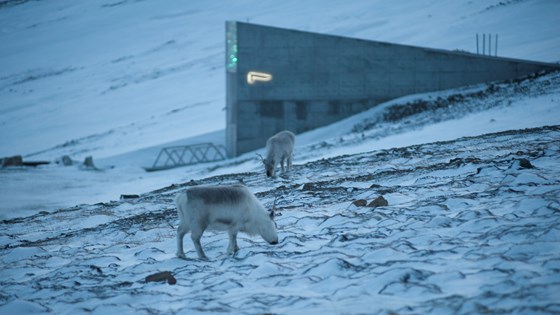 Major Seed Deposit At The Svalbard Global Seed Vault Longyearbyen The Rasmussen