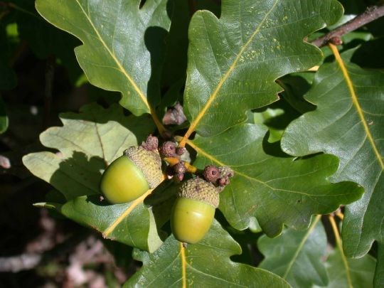 Vintereik (Quércus petraéa) er en av artene som får sine genressurser bevart i etablerte skogtregenetiske reservater.