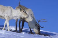 Reindrift, Reinsdyr, Foto: Asgeir Helgestad, Samfoto