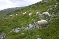 Jordbruk, Sau på beite i Os, Foto: Yngve Rekdal, Nijos