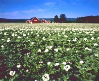 Jordbruk, Potetåker i blomst, Foto: Birger Areklett, Samfoto