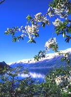 Streif, Fruktblomstring i Hardanger, Foto: FM i Hordaland