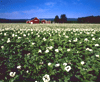 Planter: Potetåker i blomst. Foto: Birger Areklett, Samfoto.