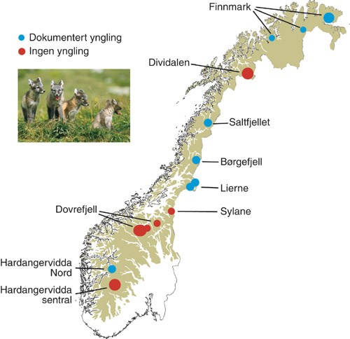 Oversiktskart fjellrev i Norge