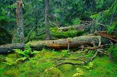 Frivillig vernearbeid skog settes nå i gang. Foto: Kim Abel, NaturArkivet.