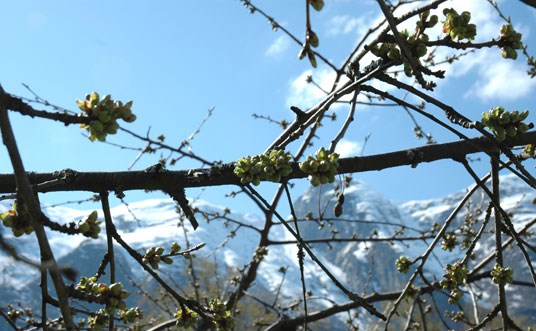 Grüne Woche: Fruktblomstring i Hardanger. Foto: LMD