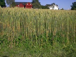 Økologisk korn. Foto: Jan Tore Foss, FM i Vestfold