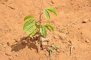 Plante i tørr jord