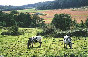 Jordbruk: Kyr på beite i Østfold