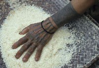FAO: Ris og hånd. Foto: Curt Carnemark, Samfoto