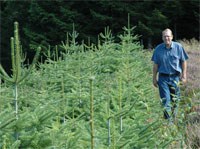 Skogbruk: Rådgiver Terje Pundsnes i Norsk Pyntegrønt forsøksring ser ei lysegrønn framtid for norske juletrær. Foto: Foto: Jon Schärer. Bioforsk