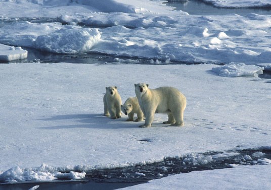 The most important threat to polar bears is climate change and the resulting melting of the Arctic sea-ice, in particular during summer. Photo: Thor Siggerud, Norsk Polarinstitutt.