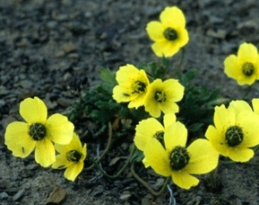 Svalbardvalmue (papaver dahlianum) er en pionerart på Svalbard. Foto: Øystein Overrein, Norsk Polarinstitutt