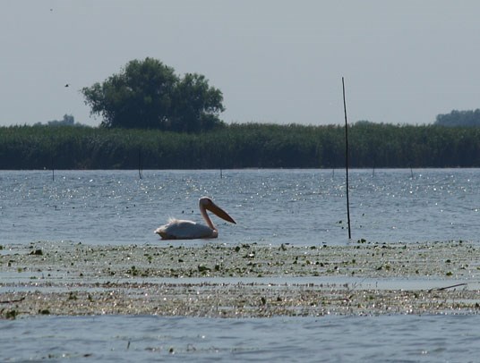 Turen i Donau-deltaet ga flere anledninger til å studere den sjeldne hvitpelikanen. Foto: Miljøverndepartementet.